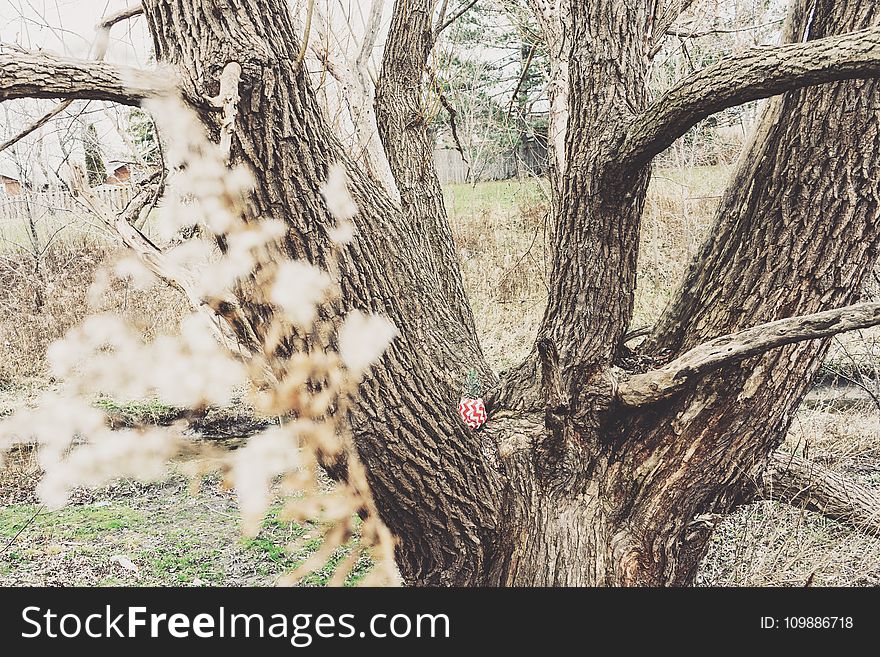 Bark, Beautiful, Blur