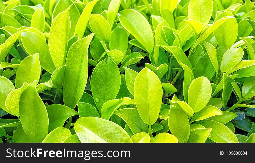 Botanical, Bright, Close-up