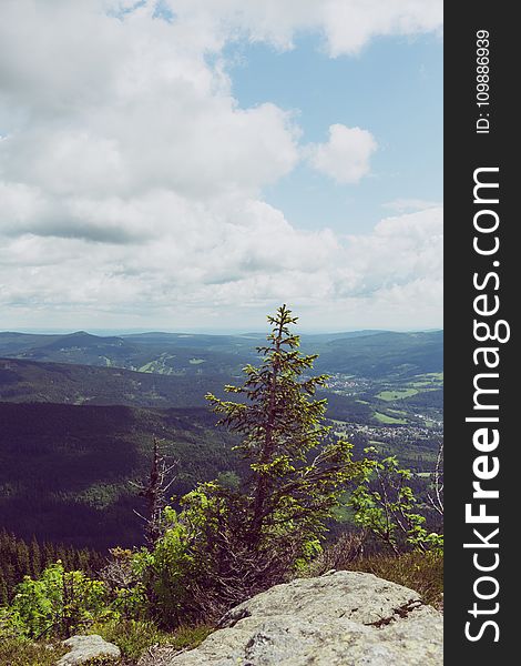 Clouds, Conifers, Environment