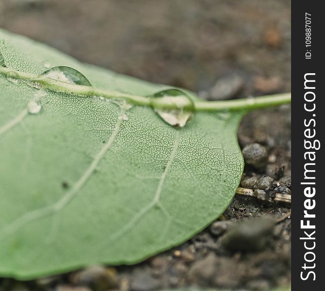 Close-up, Dew, Droplets