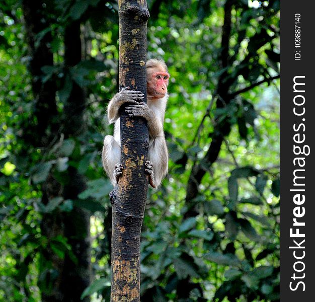 Shallow Focus Photography of Monkey on Tree