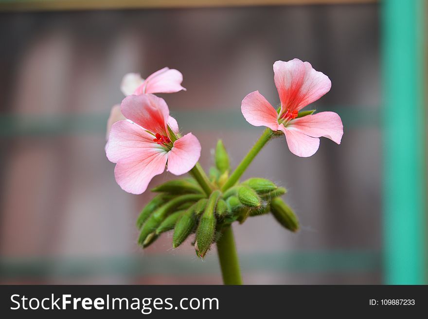 Bloom, Blossom, Close-up