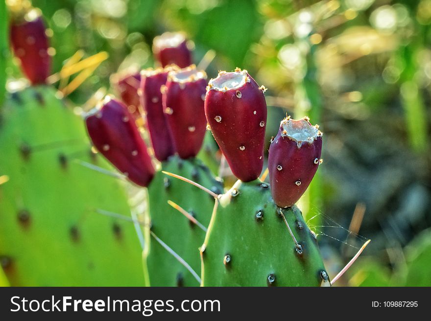 Blur, Botanical, Cacti