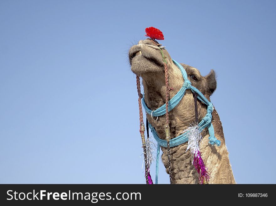 Accessories, Animal, Arabian
