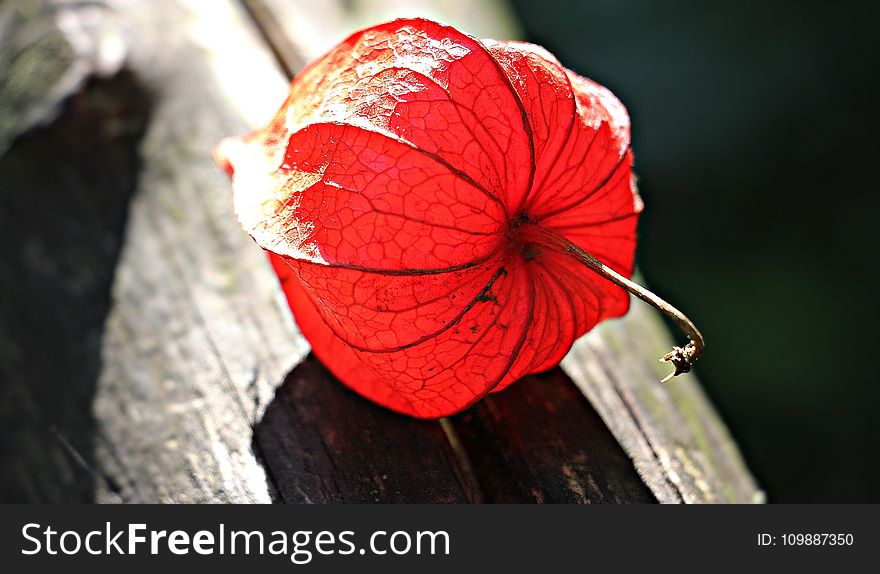 Red Flower On Gray Wooden Plank