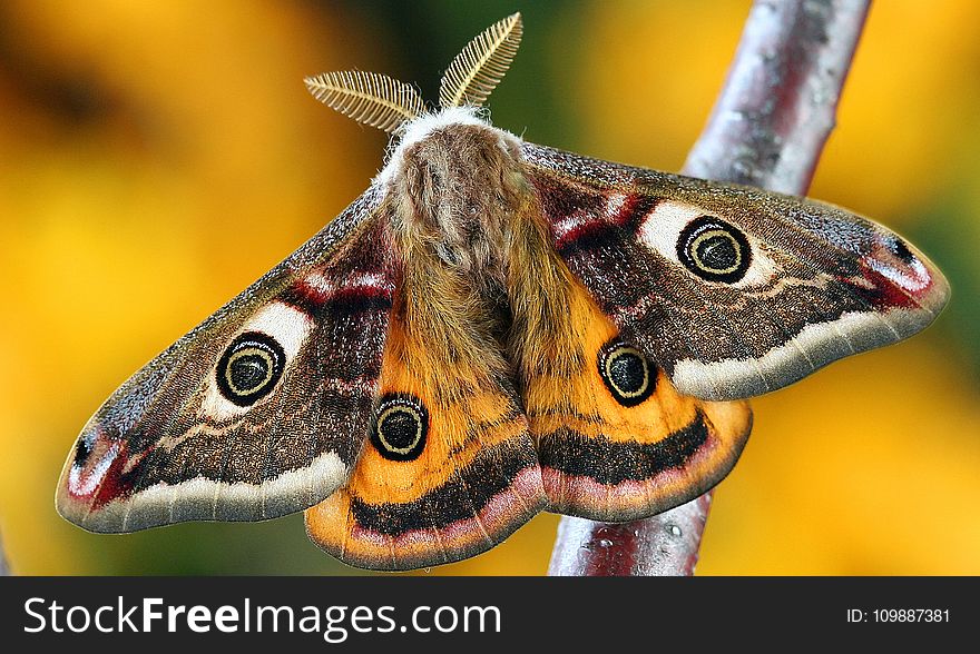 White Brown And Orange Moth