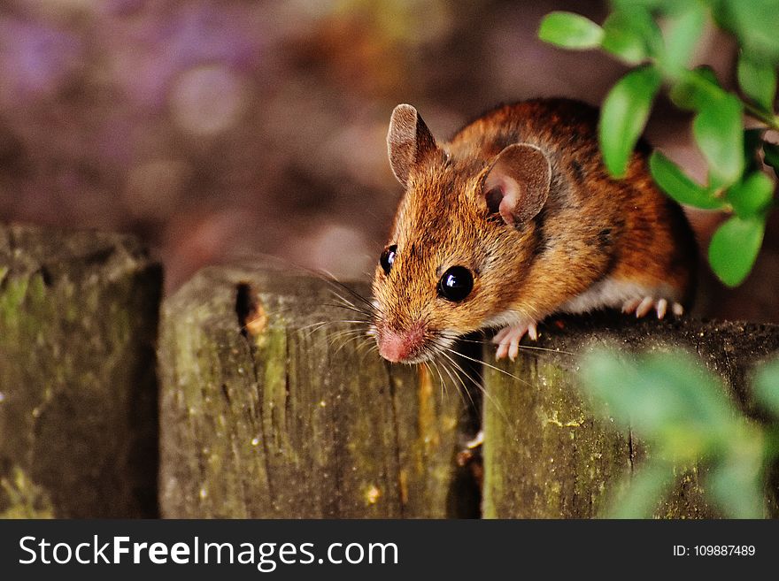 Brown Rodent on Gray Fence Beside Green Leaved Plants Under Sunny Sky