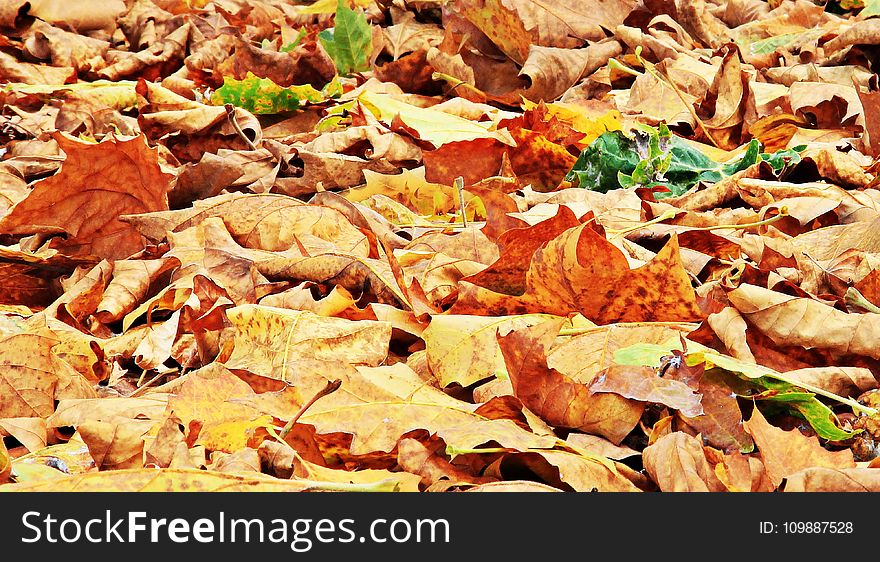 Autumn, Colours, Leaves