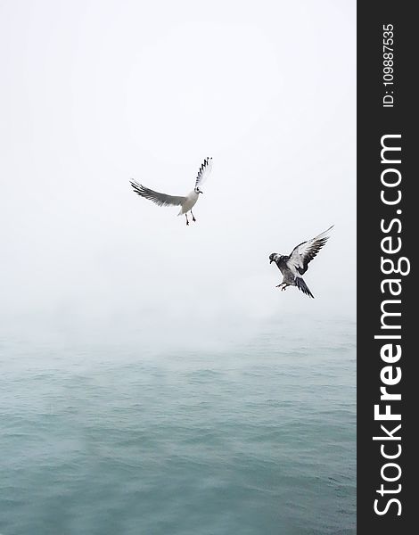 Pigeon And Seagull Flying Above Body Of Water