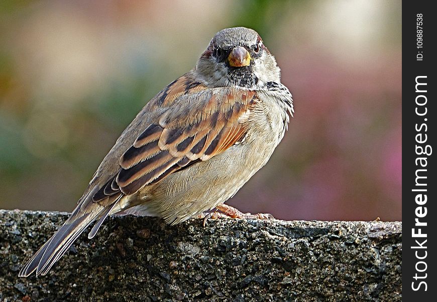 Brown Bird Standing on Gray Concrete