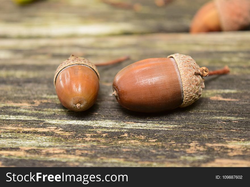 Acorns, Autumn, Background