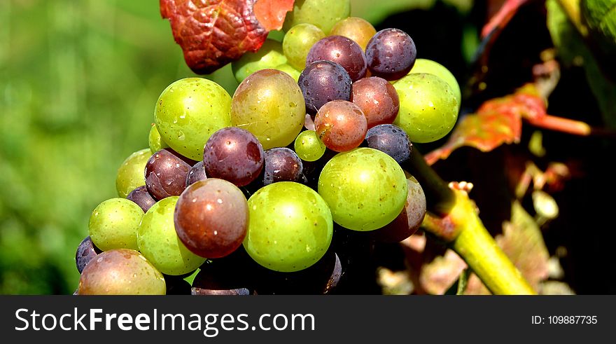 Green Grape Fruit
