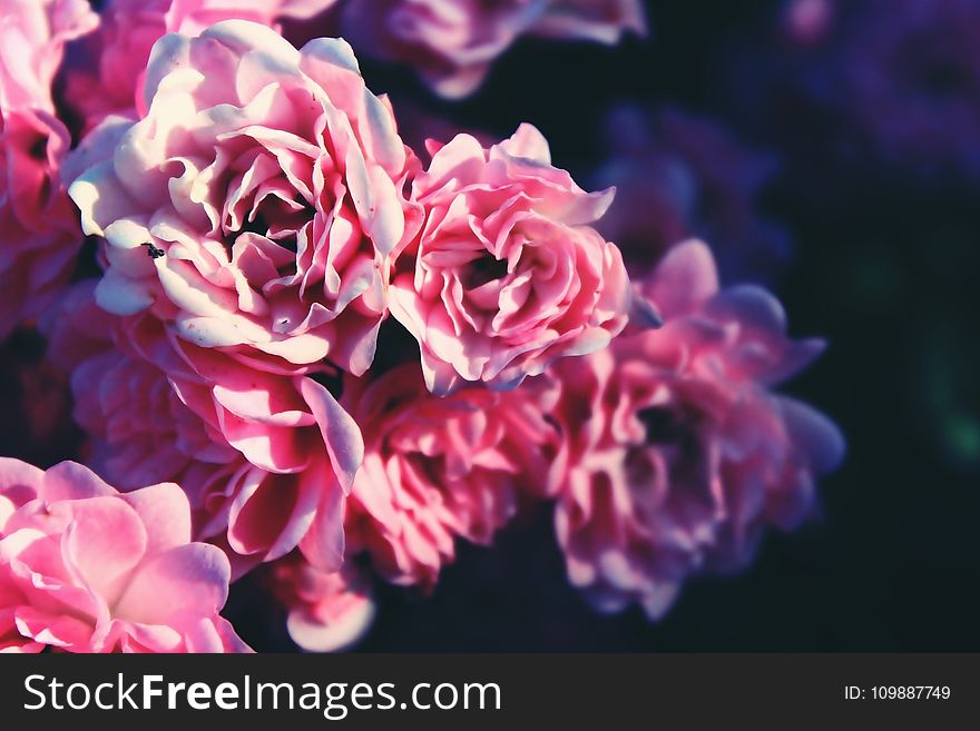Close Up Picture of Pink Flower