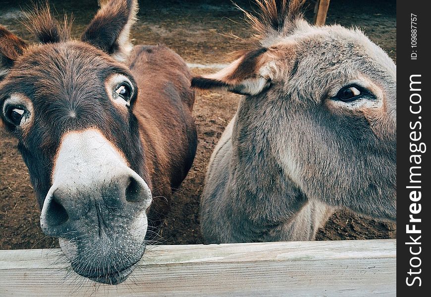 2 Brown and Grey Donkey Closeup Photography