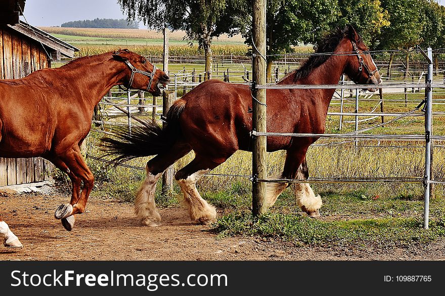 2 Red And White Horses Beside Barn And Green Grasses And Trees