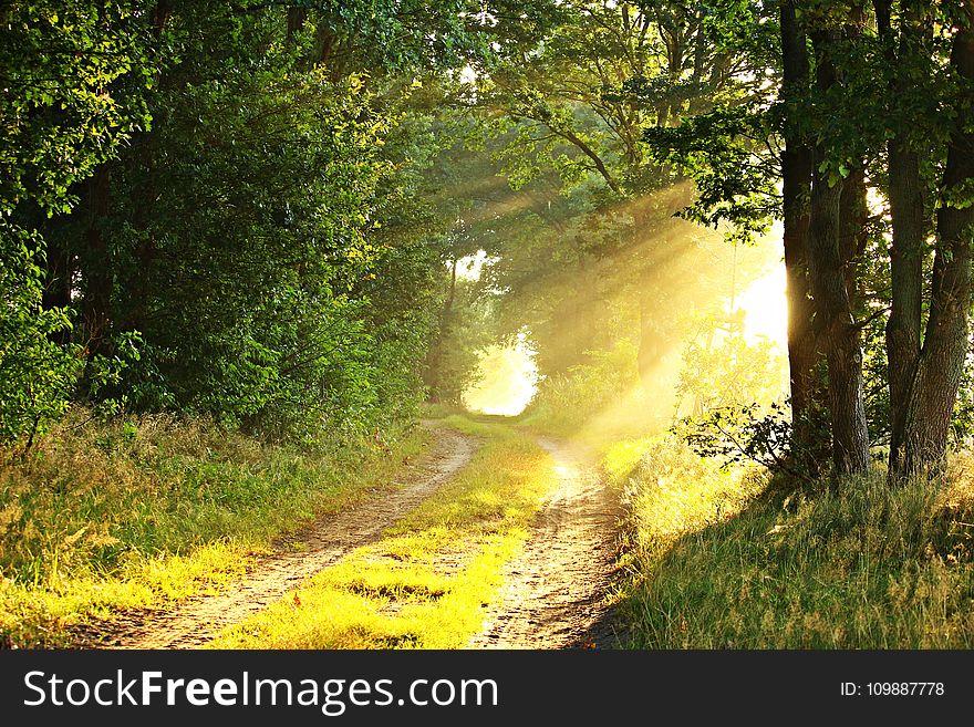 Green Leaf Tree Surrounded By Green Grass Field