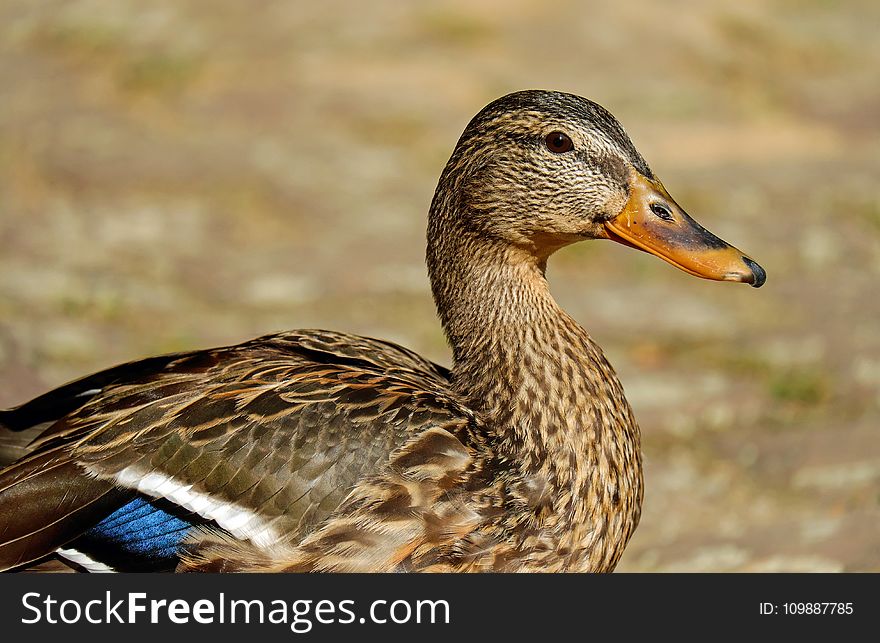 Brown White and Blue Duck