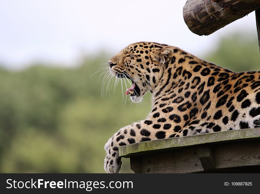 Leopard Yawning Lying on Brown Wood