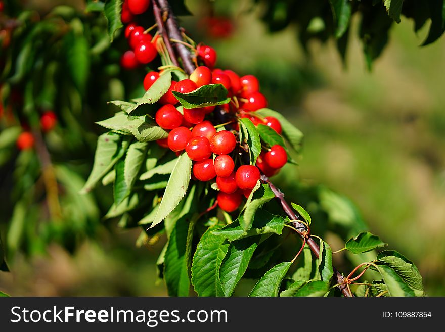 Shallow Focus Photography of Red Round Fruits