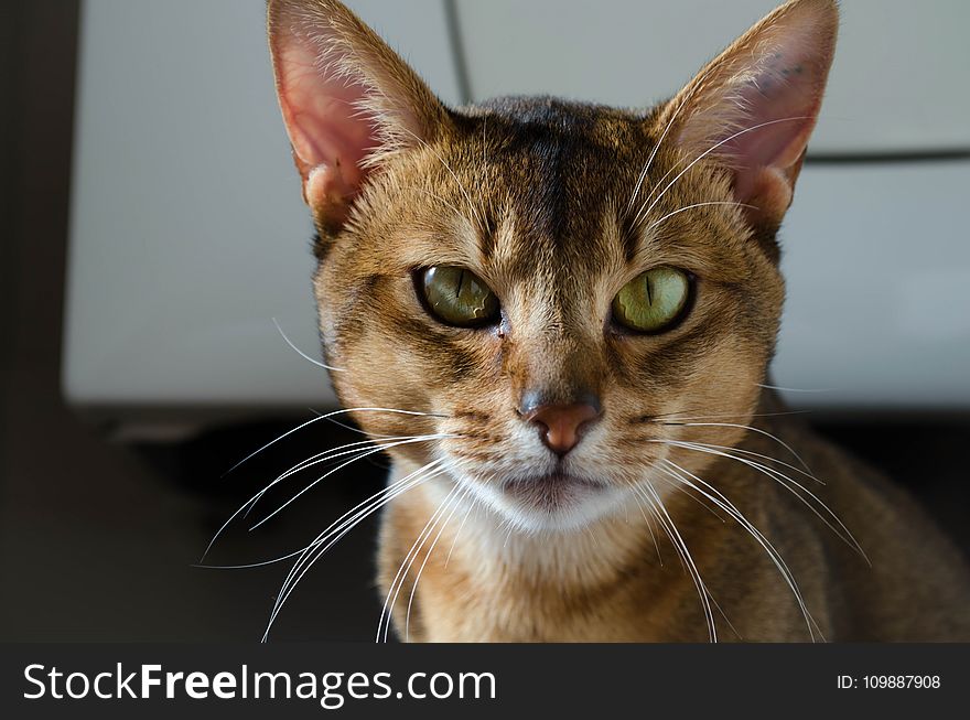 Shallow Focus Photography of Brown and White Cat