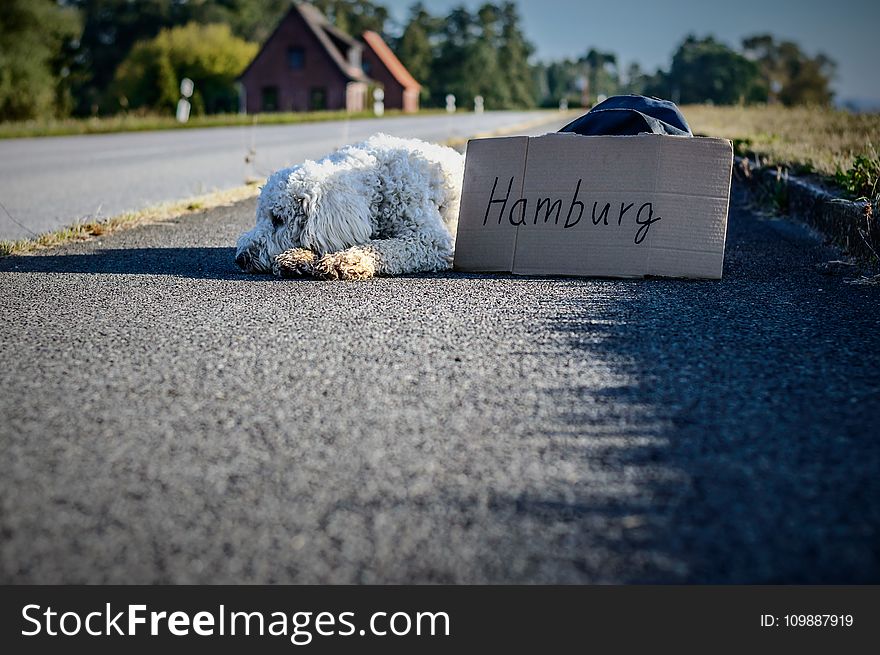 White Long Coat Dog Lying on Highway