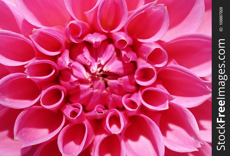 Bloom, Blossom, Close-up