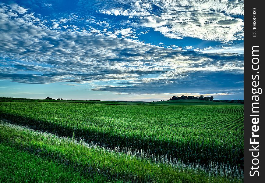 Agriculture, Clouds, Cornfield