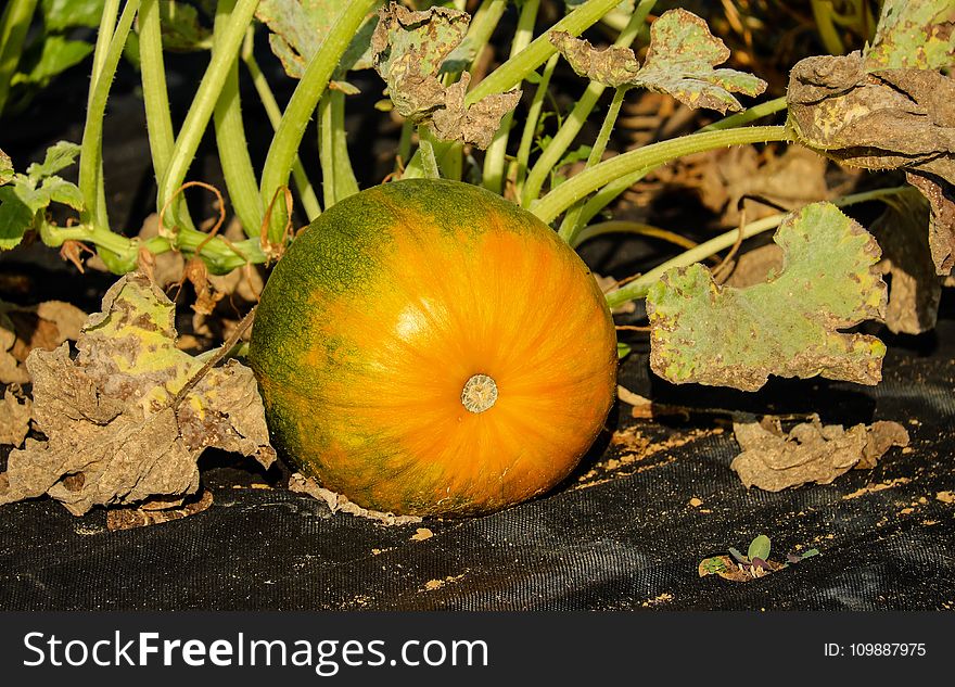 Agriculture, Close-up, Color