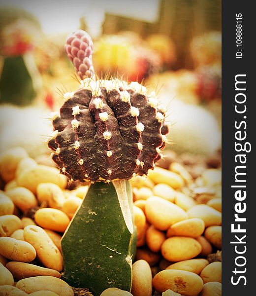 Cactus, Close-up, Colors