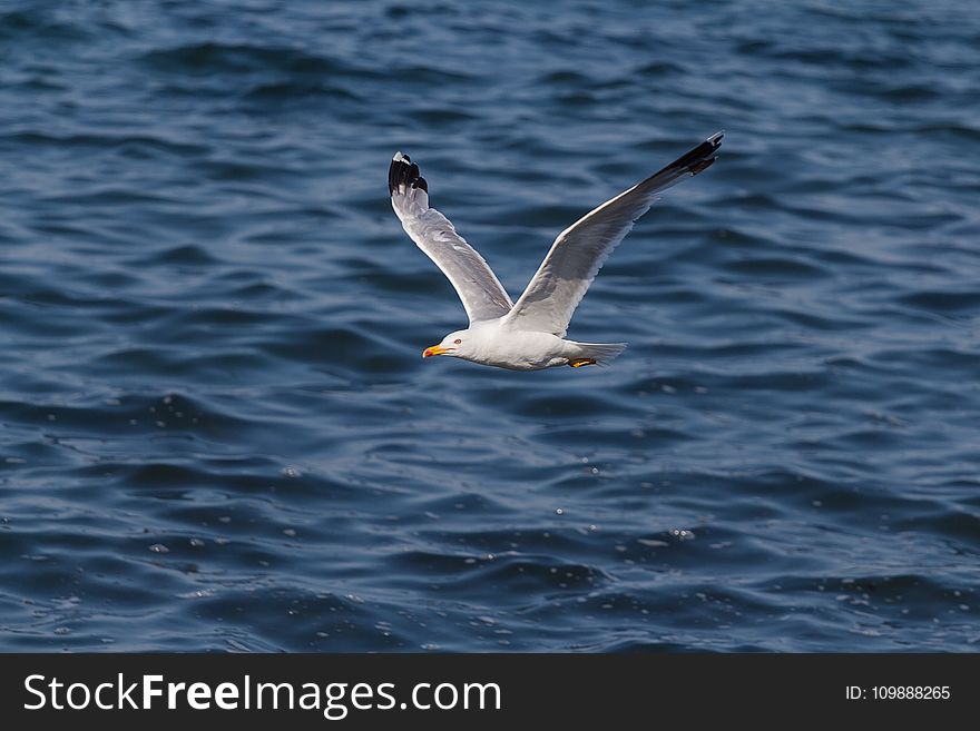 Seagull Flying Over Ocean