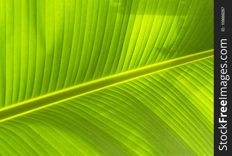 Banana, Leaf, Ckose-up