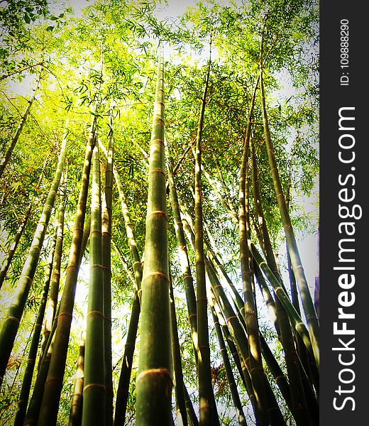 Bamboo, Bright, Colors