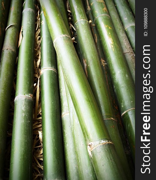Background, Bamboo, Close-up