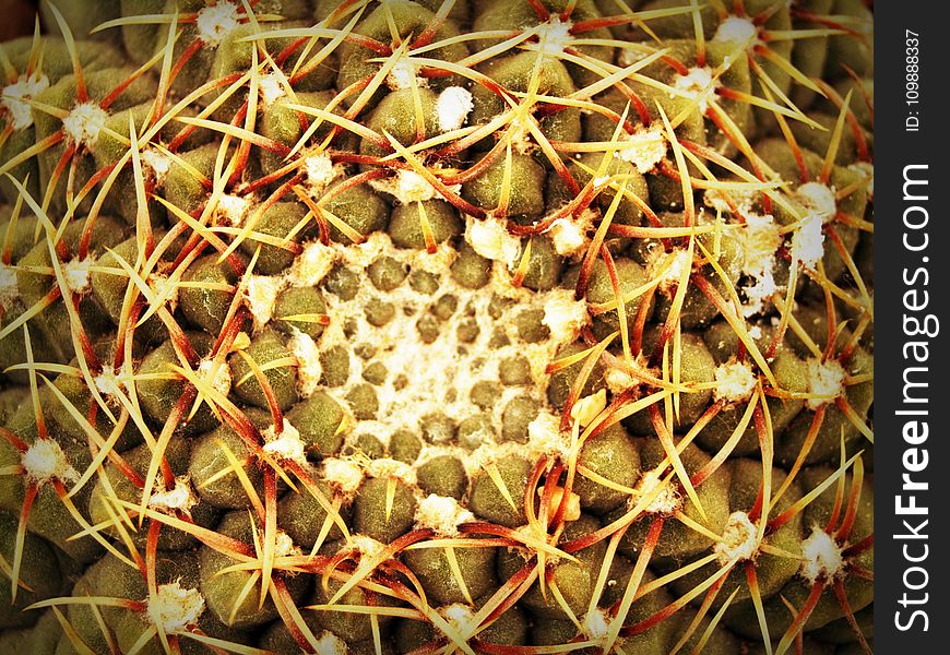 Botanical, Cactus, Close-up