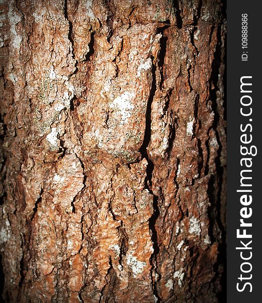 Close-up, Tree, Bark