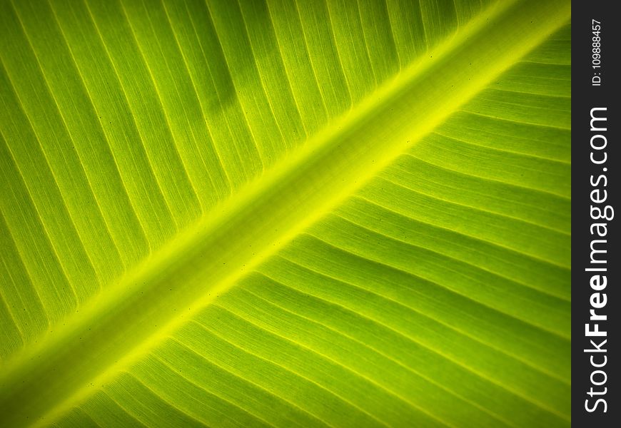 Banana, Leaf, Close-up