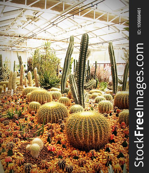 Botanical, Cactus, Plant