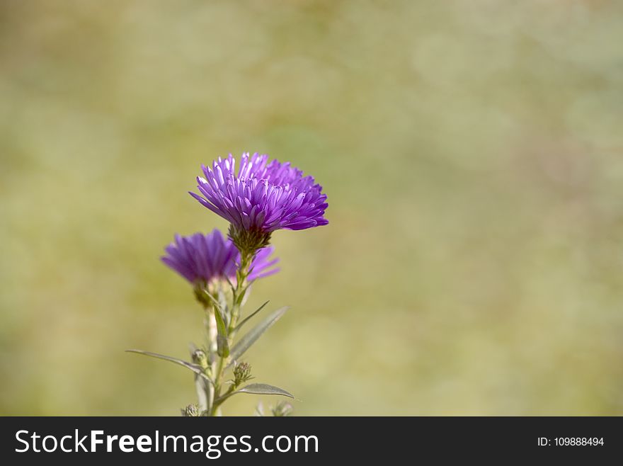 Purple Thistle Flower during Daytime
