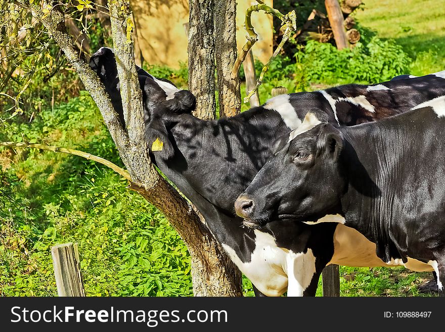 Agriculture, Animal, Cattle