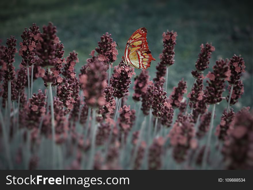 Red and Yellow Butterfly