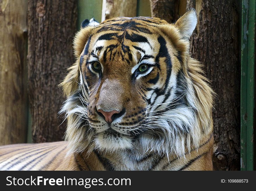 Animal Photography of Orange and Reddish Tiger