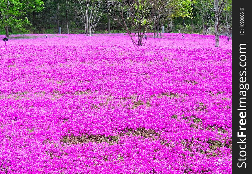 Field, Flora, Flowers