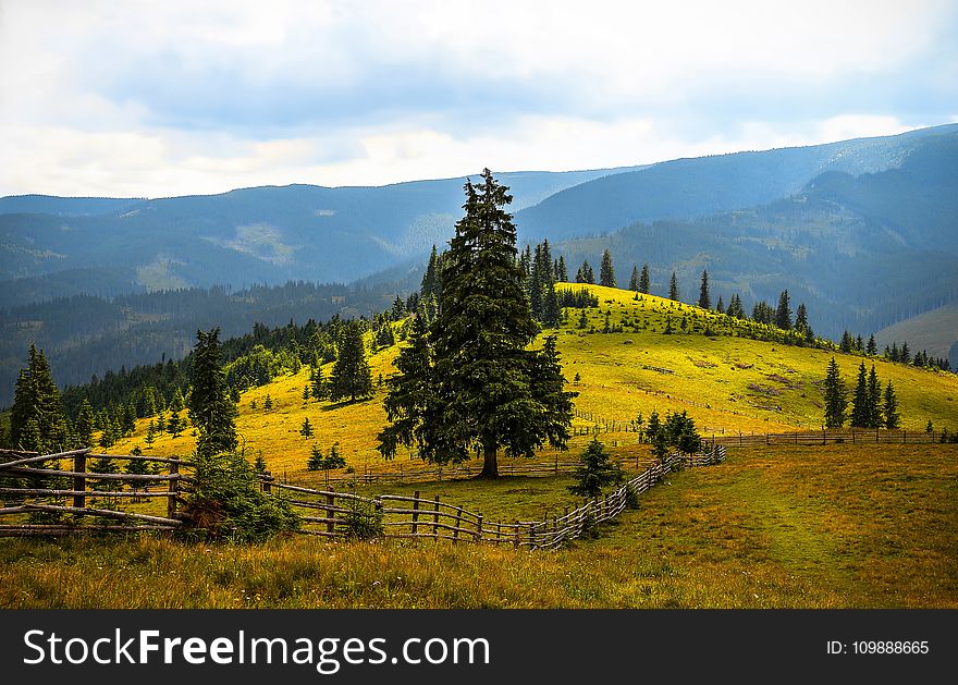 Pine Trees Field Near Mountains during Daytime