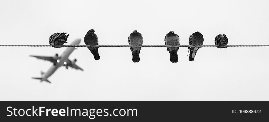 Black and Grey Birds on Wire during Daytime