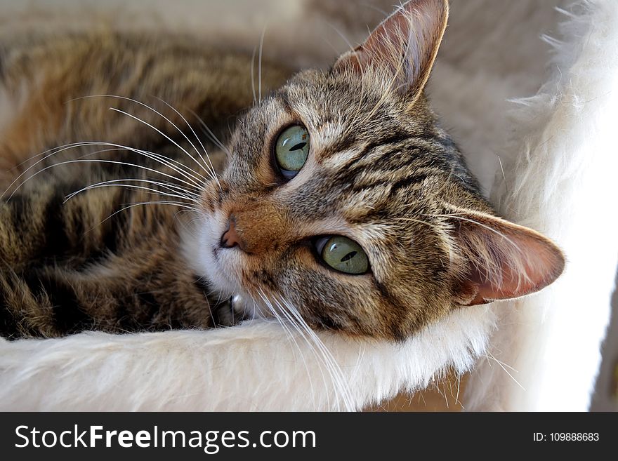 Brown Tabby Cat Lying Down on Bed
