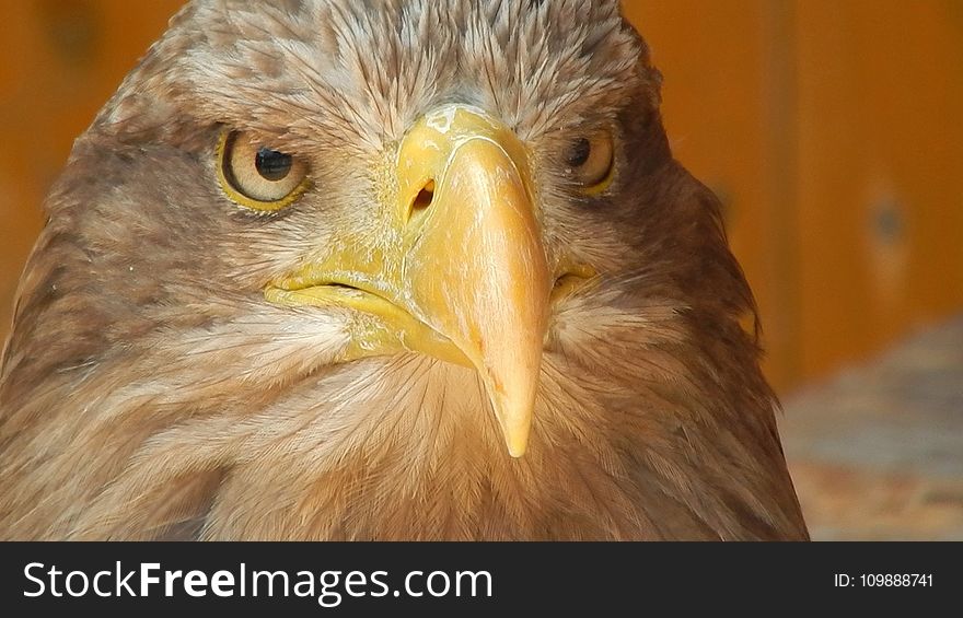 Brown Bald Eagle