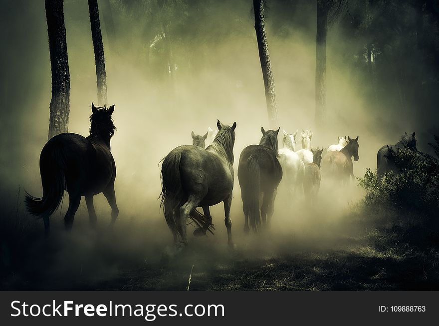 Group of Horse Running