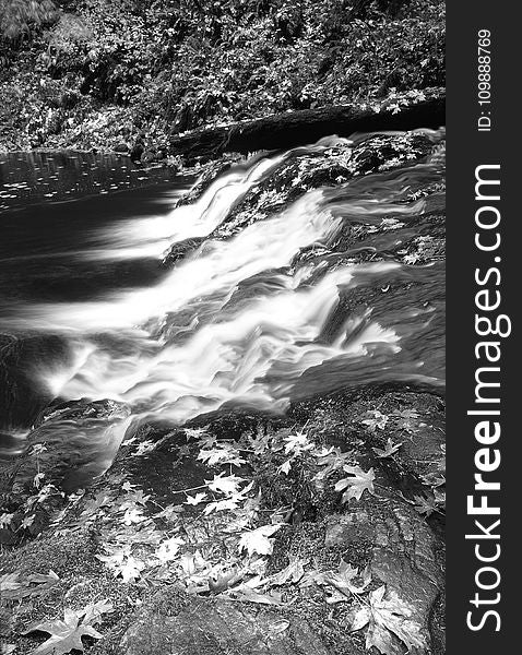 Grayscale Photography of Falling Leaves Near Running Water