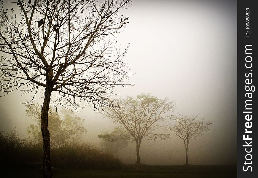 Branches, Clouds, Colors