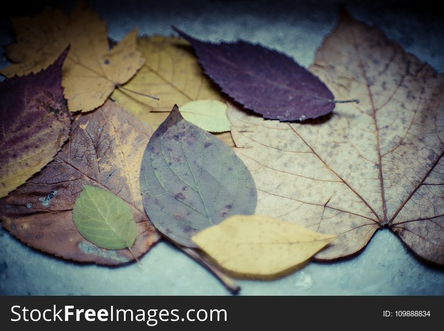 Autumn, Leaves, Beautiful